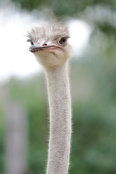 large ostrich head - Foto, afbeelding