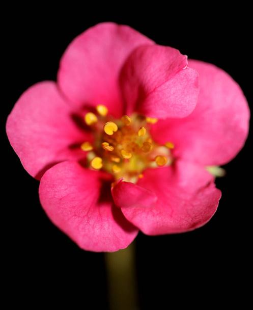 Roze aardbeienbloesem close-up botanische achtergrond fragaria familie rosaceae hoge kwaliteit groot formaat instant print - Foto, afbeelding