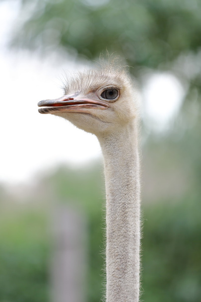 large ostrich head - Foto, Bild