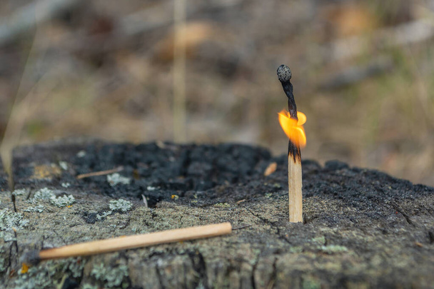Горящая спичка на дереве. Опасность пожара в лесу - Фото, изображение