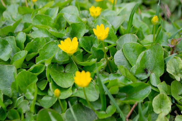 花のカルガ。黄色い春の花。緑の葉を持つ黄色の花のフィールドと1はそれに黒いバグを持っています。高品質の写真 - 写真・画像