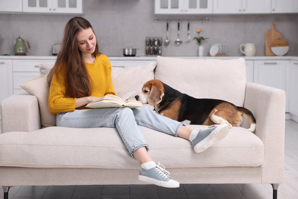 Beautiful young woman reading book near her cute Beagle dog on couch at home. Lovely pet - 写真・画像