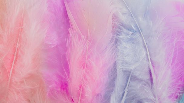 pink feather wool pattern texture background - 写真・画像