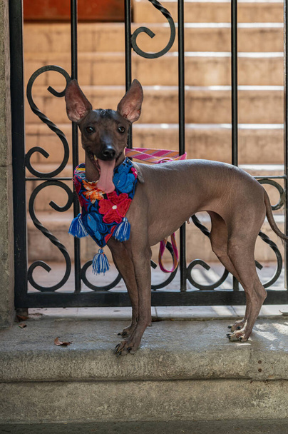 Szlachetny Xoloitzcuintle: Symbol meksykańskiego dziedzictwa bezwłosy pies meksykański - Zdjęcie, obraz