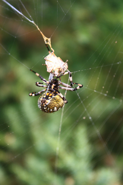 Spinnen Hunt - Foto, afbeelding