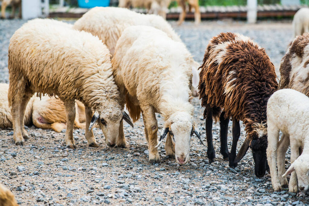 Grupo de ovejas, Tailandia. - Foto, Imagen