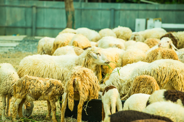 Grupo de ovejas, Tailandia. - Foto, Imagen