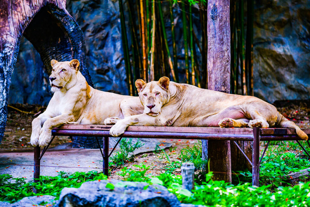 Portré oroszlán, Thaiföld. - Fotó, kép