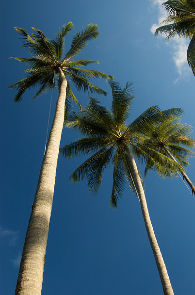Coconut trees on mak island - Foto, Bild