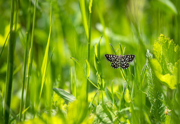 Latticed Heath - Chiasmia clathrata, pequena mariposa marrom e amarela de prados e prados europeus, Alpes suíços - Foto, Imagem