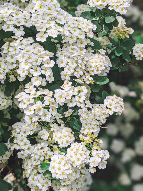 kukinnan kasvi valkoinen Spiraea arguta. kukkiva pensas - Valokuva, kuva