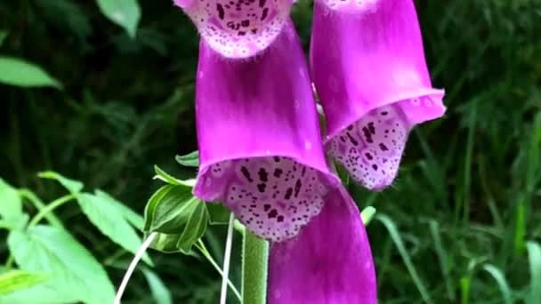 Foxglove, φαρμακευτικό βότανο με λουλούδι σε γερμανικό δάσος την άνοιξη, κοντινό πλάνο του λουλουδιού - Πλάνα, βίντεο