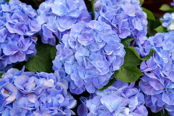 Blooming blue, purple, white hydrangeas in the garden. Shilin Official Residence Hydrangea Exhibition. Taipei, Taiwan - Foto, immagini
