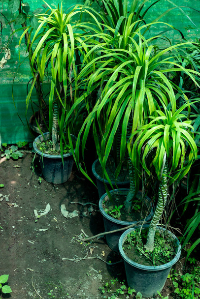 Yucca shower desmetiana plants in pots - Photo, Image