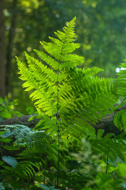 Green ferns in the forest. Beautiful natural background. Selective focus.green fern leaves in summer forest with sun rays and blur background. - Fotó, kép