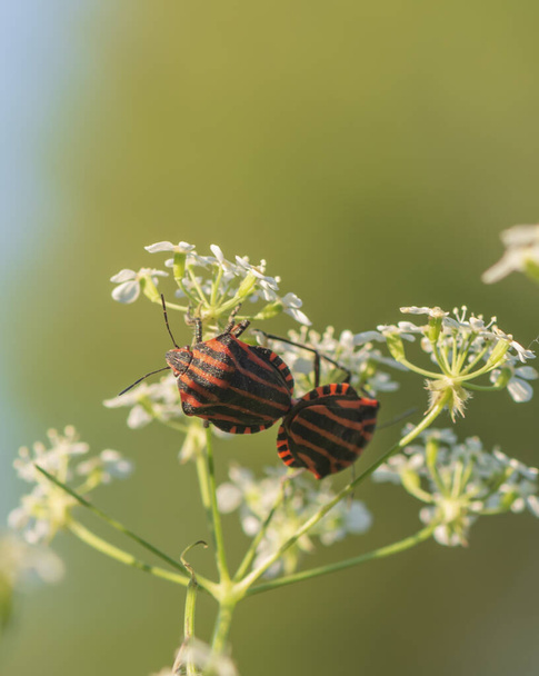 Graphosoma lineatum, Red and Black Striped Beetle. - Foto, Imagen