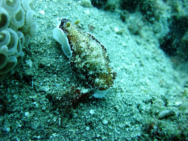 Nudibranchs - Fotó, kép