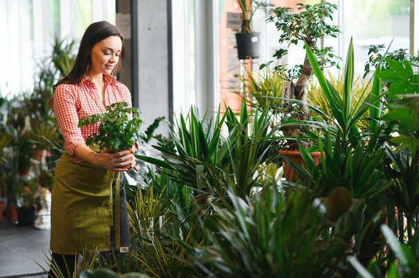 Pretty female gardener taking care of plants in her flowers and plants shop - woman working in a greenhouse. - Photo, Image