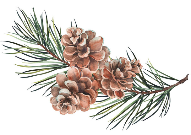 Forest pine branches with cones. Watercolor illustration on white background. - Foto, afbeelding