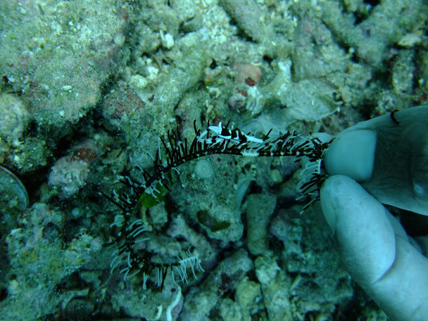 Whip coral shrimp - Photo, Image