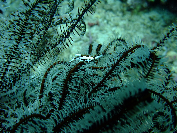chicote camarão coral
 - Foto, Imagem
