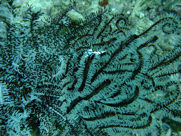 Azote Coral Camarones
 - Foto, Imagen