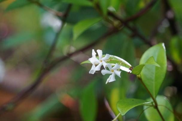 small white flowers in the garden  - Photo, Image