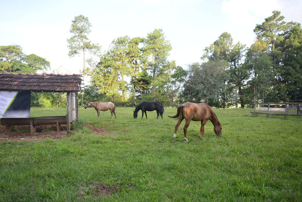 Коні пасуться на траві на сільській фермі поруч з місцем живлення тварин з деревами на фоні
 - Фото, зображення