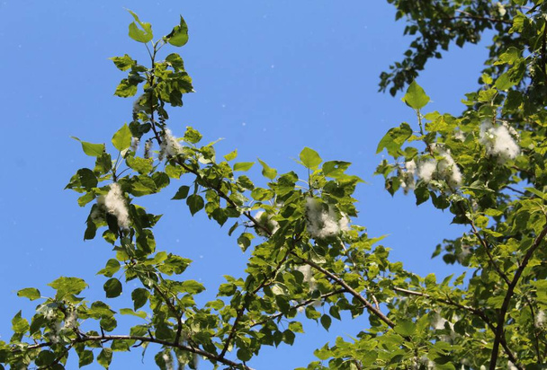 Pelusa de álamo (semillas) en las ramas y hojas de un árbol. - Foto, Imagen