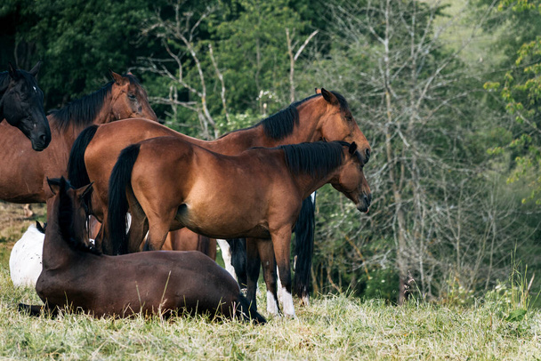 Horse paddock with resting beautiful horses on pasture - Foto, imagen