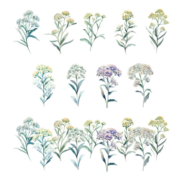 Anaphalis nepalensis.Watercolor set of meadow herbs. Hand painted illustration isolated on white background. - Vektor, kép