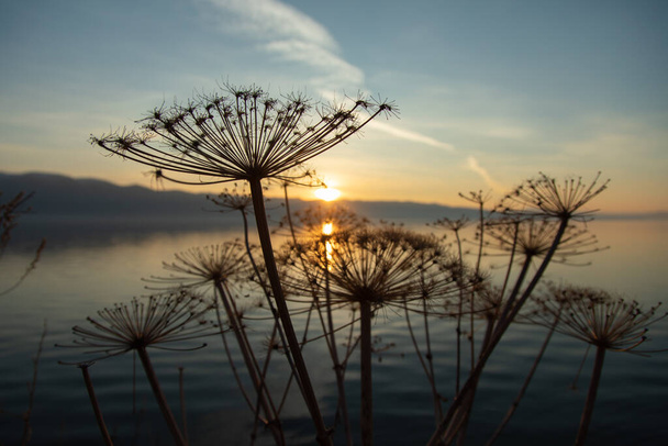 flower in lake at the sunrise background - Fotografie, Obrázek