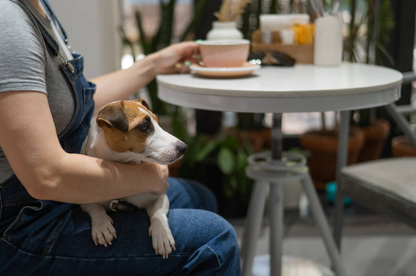 Jack Russell sits on the lap of the hostess in a cafe. Woman drinking coffee in a dog friendly cafe - Foto, Bild