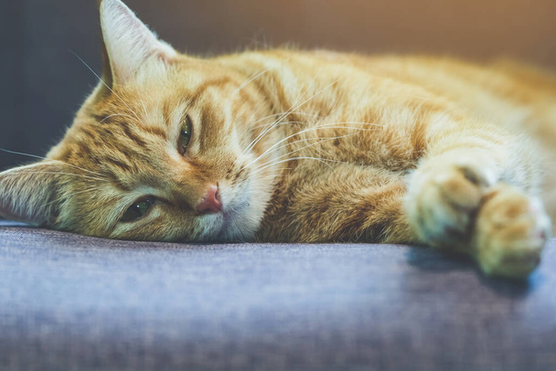 Un gato yace en el sofá. Gato doméstico de pelo largo en un sofá. Un gato jengibre relajándose en el sofá de la sala de estar. Lindo gato esponjoso se encuentra en el sofá. Tabby precioso gatito con ojos verdes y pelo largo y castaño. - Foto, Imagen