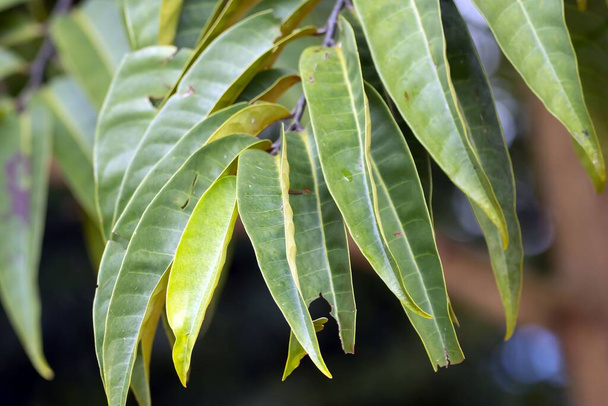 Leaves of a Horsfieldia punctatifolia tree in a rainforest.  - Fotó, kép