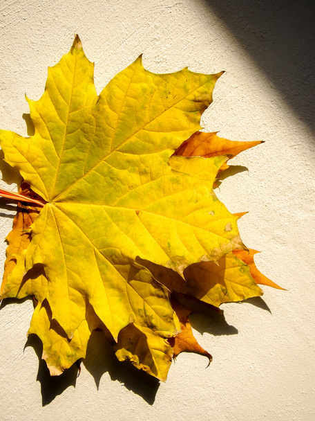 Maple Leaves on Concrete - Photo, Image