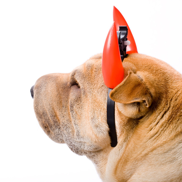 sharpei собака
 - Фото, зображення