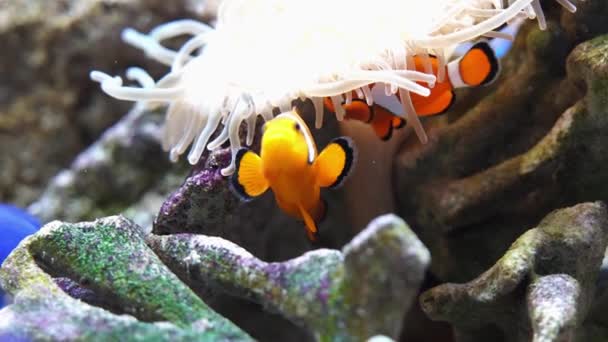 Крупномасштабный океанариум морской жизни со многими видами подводного морского дна. морские рыбы в аквариуме - Кадры, видео