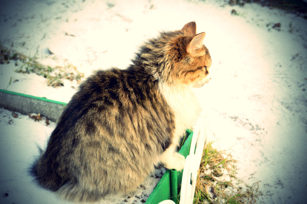 Зимняя кошка
 - Фото, изображение