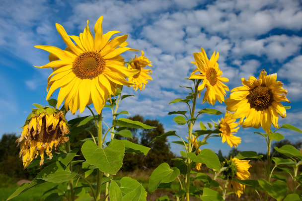 zonnebloemen over bewolkt blauwe hemel - Foto, afbeelding