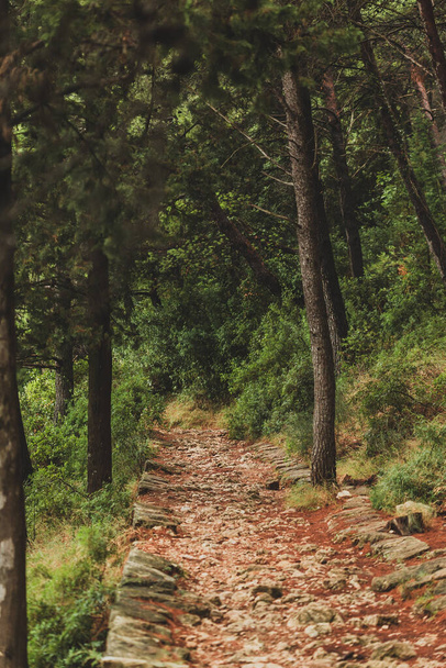 Kőtörmelék ösvény a fenyőerdőben. Erdő Dalmácia régióban Horvátországban. Szelektív fókusz - Fotó, kép