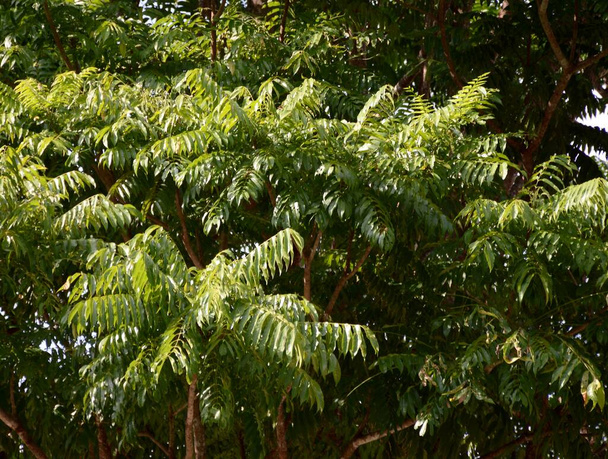 зеленый Azadirachta индийские листья дерева в саду  - Фото, изображение