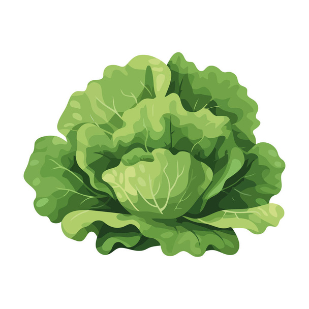 Alface orgânica fresca, ícone de opção de refeição saudável isolado - Vetor, Imagem