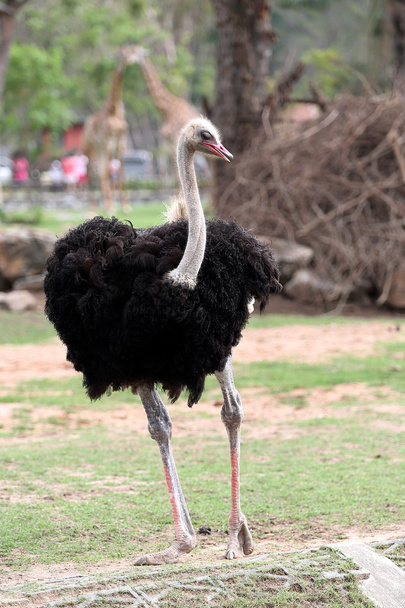 Ostrich standing in the zoo - 写真・画像