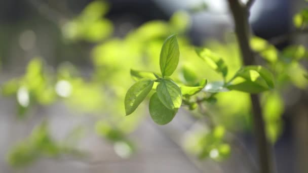 Persimmon levelek ringatóznak a szélben - Felvétel, videó