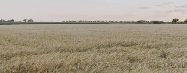 空に対する小麦のフィールド、バナー - 写真・画像