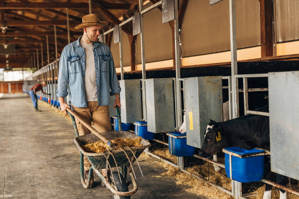 Happy farmer feeding calves at the animal farm. - Fotó, kép