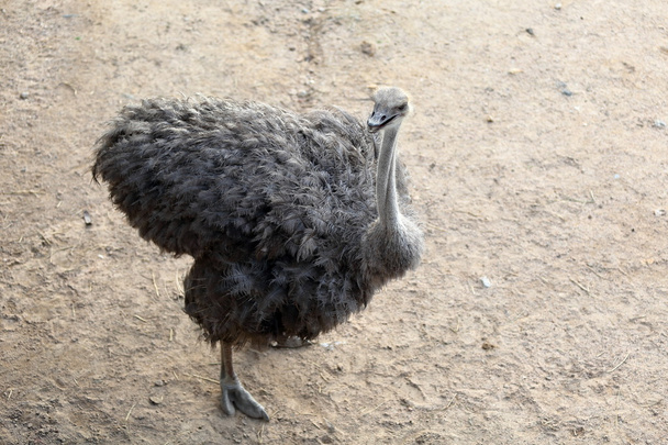 Ostrich standing in the zoo - 写真・画像