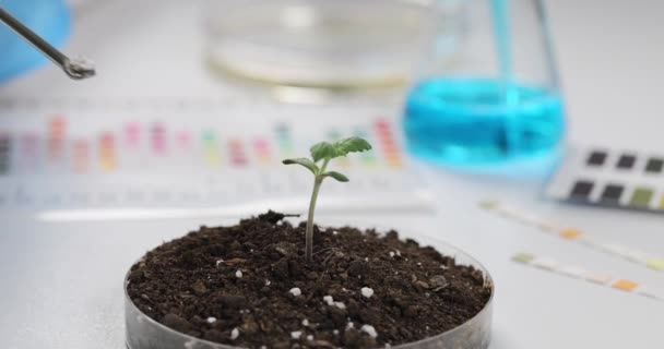 W laboratorium ręce z pęsetą dodają nawozu do gleby, zbliżenie. Uprawa roślin, biologia - Materiał filmowy, wideo