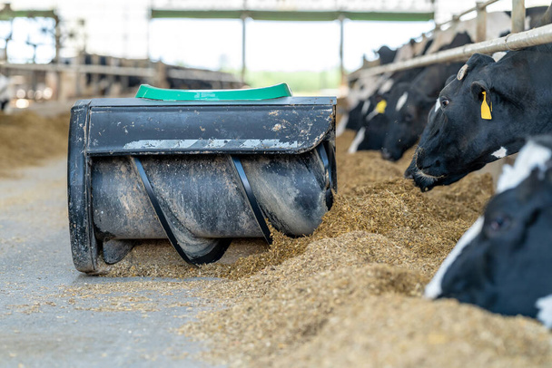 alimentador de alimentação automática para vacas na fazenda, conceito de automação da indústria agrícola. - Foto, Imagem